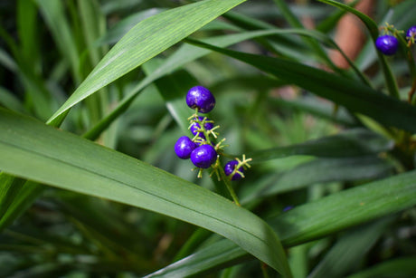 Blueberry Lily - Dianella caerulea - Brisbane Plant Nursery