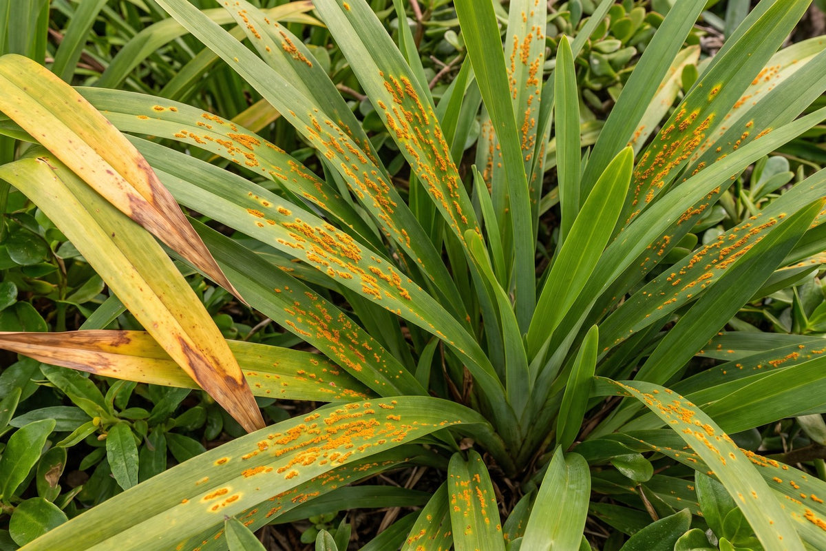 Dianella leaves dotted with small raised orange rust pustules