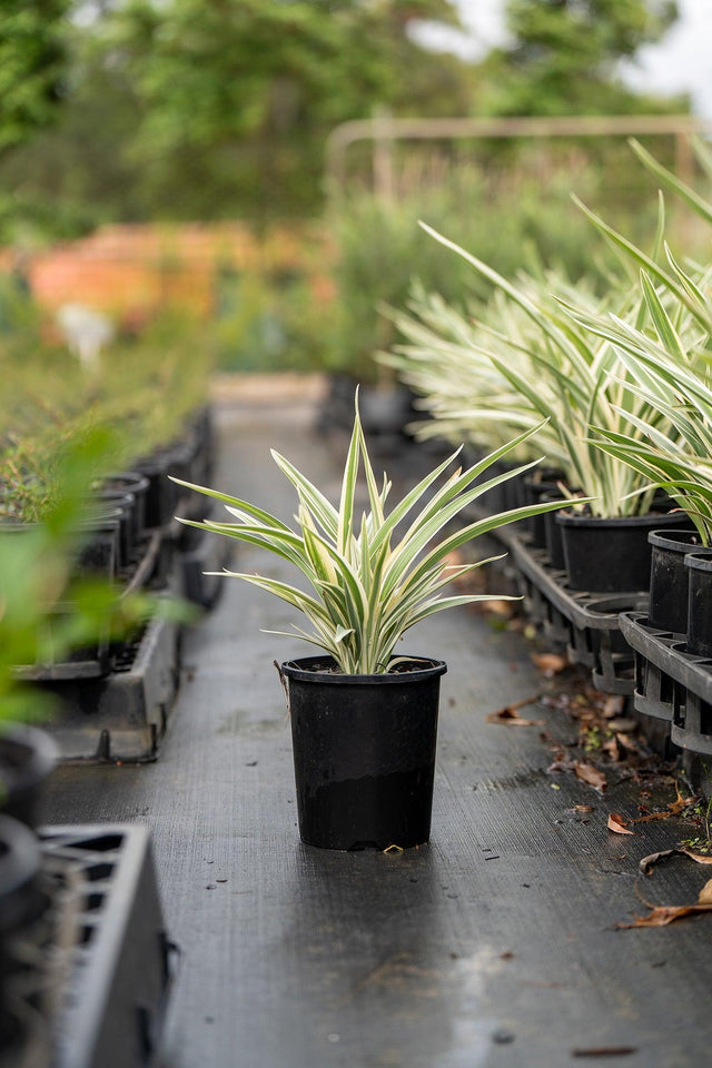 Silver Streak Dianella - Dianella 'Silver Streak' - Brisbane Plant Nursery