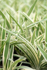 Silver Streak Dianella - Dianella 'Silver Streak' - Brisbane Plant Nursery