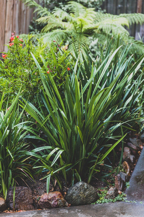 Cherry Red Dianella - Dianella tasmanica 'Cherry Red' - Brisbane Plant Nursery