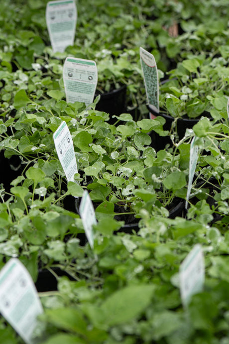 Silver Falls Dichondra - Dichondra argentea - Brisbane Plant Nursery