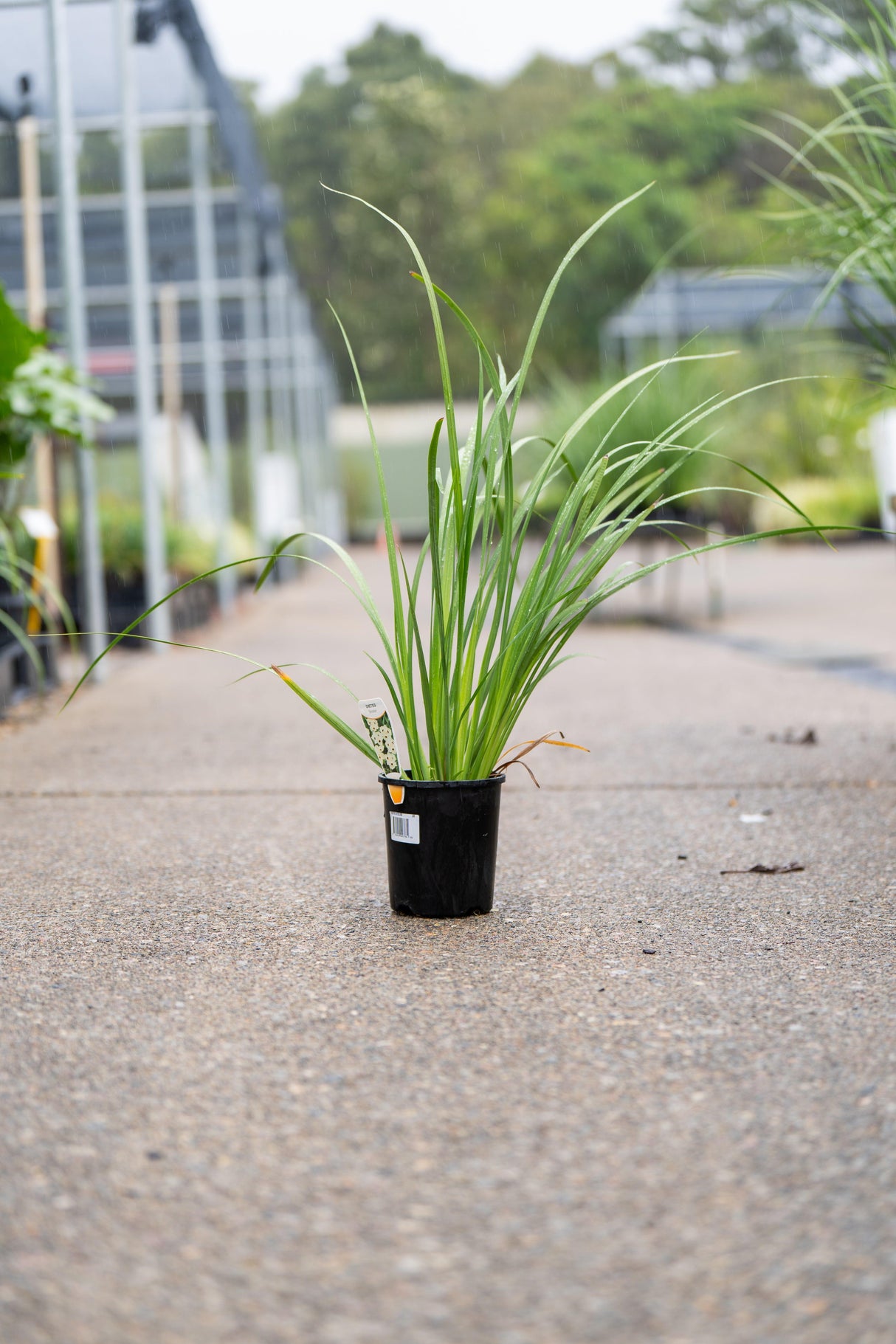 Peacock Flower - Dietes bicolor - Brisbane Plant Nursery