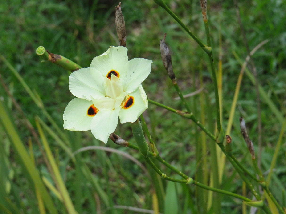 Peacock Flower - Dietes bicolor - Brisbane Plant Nursery