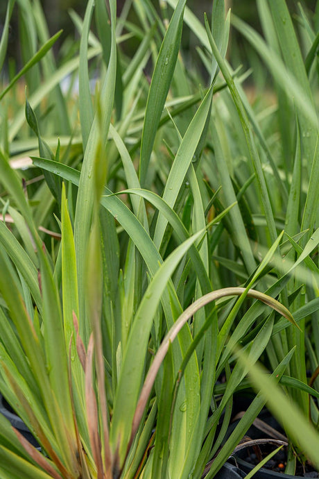 Fairy Iris - Dietes grandiflora - Brisbane Plant Nursery