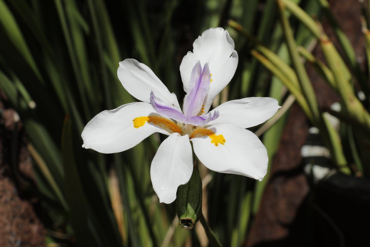 Fairy Iris - Dietes grandiflora - Brisbane Plant Nursery