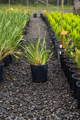 Fairy Iris - Dietes grandiflora - Brisbane Plant Nursery