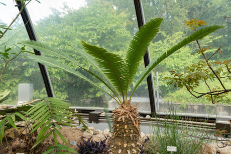 Chestnut Dioon - Dioon edule - Brisbane Plant Nursery