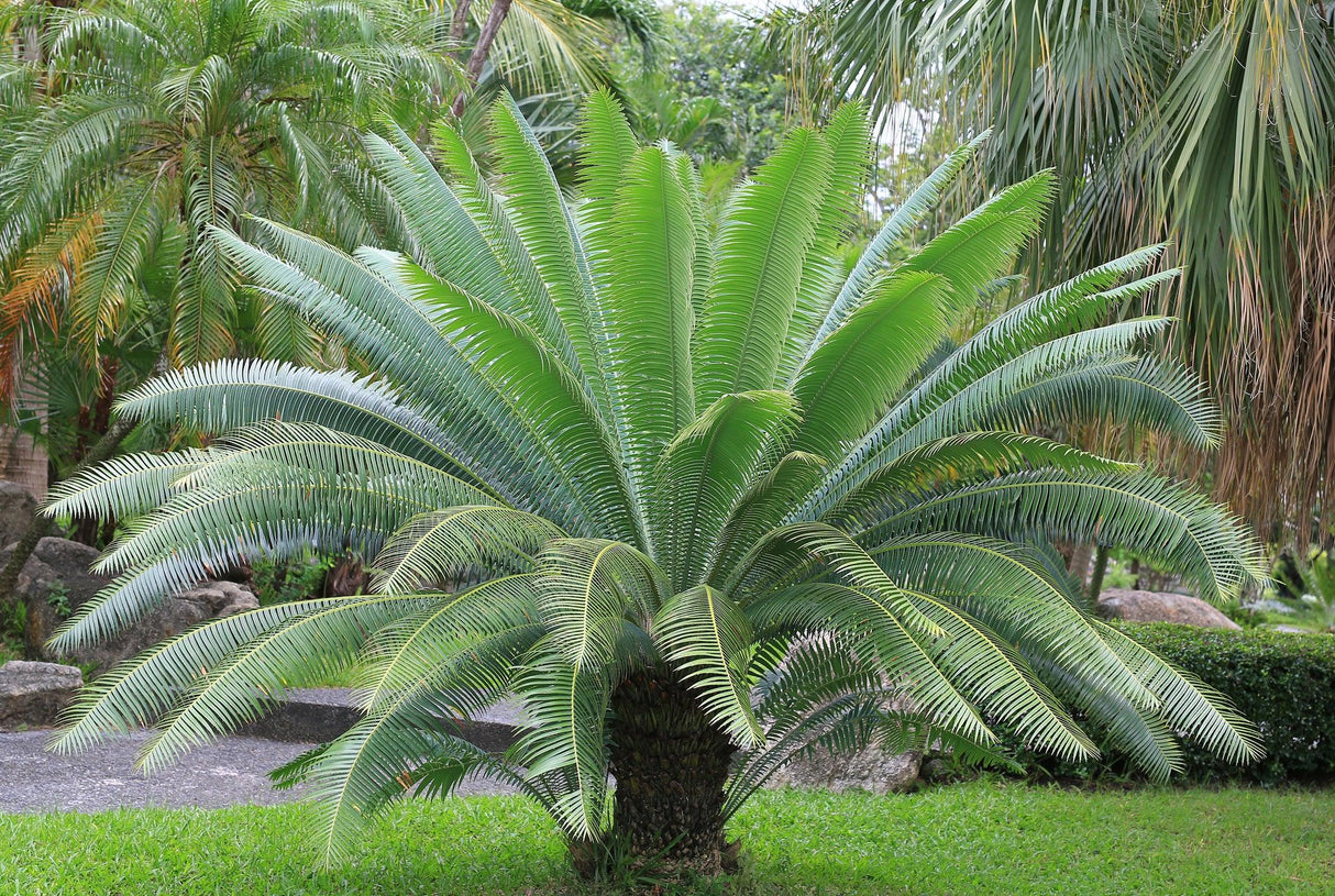 Giant Dioon - Dioon spinulosum - Brisbane Plant Nursery