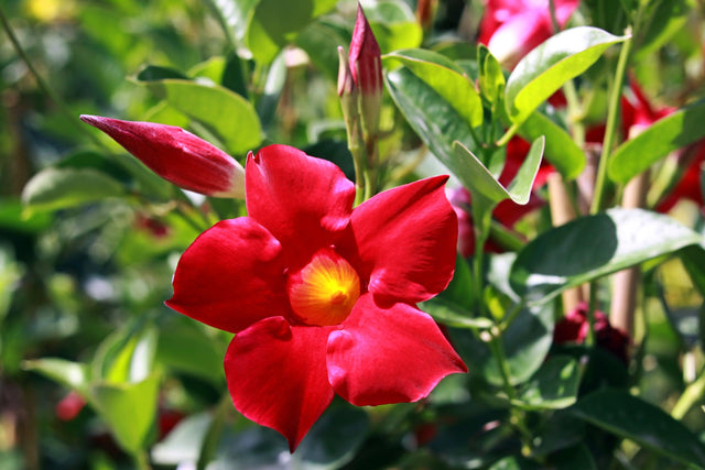 Red Brazilian Jasmine - Dipladenia Red Form - Brisbane Plant Nursery