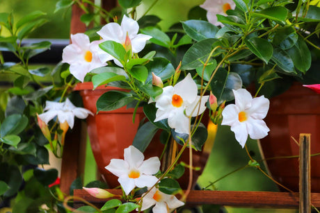 My Fair Lady - Dipladenia sanderi - Brisbane Plant Nursery