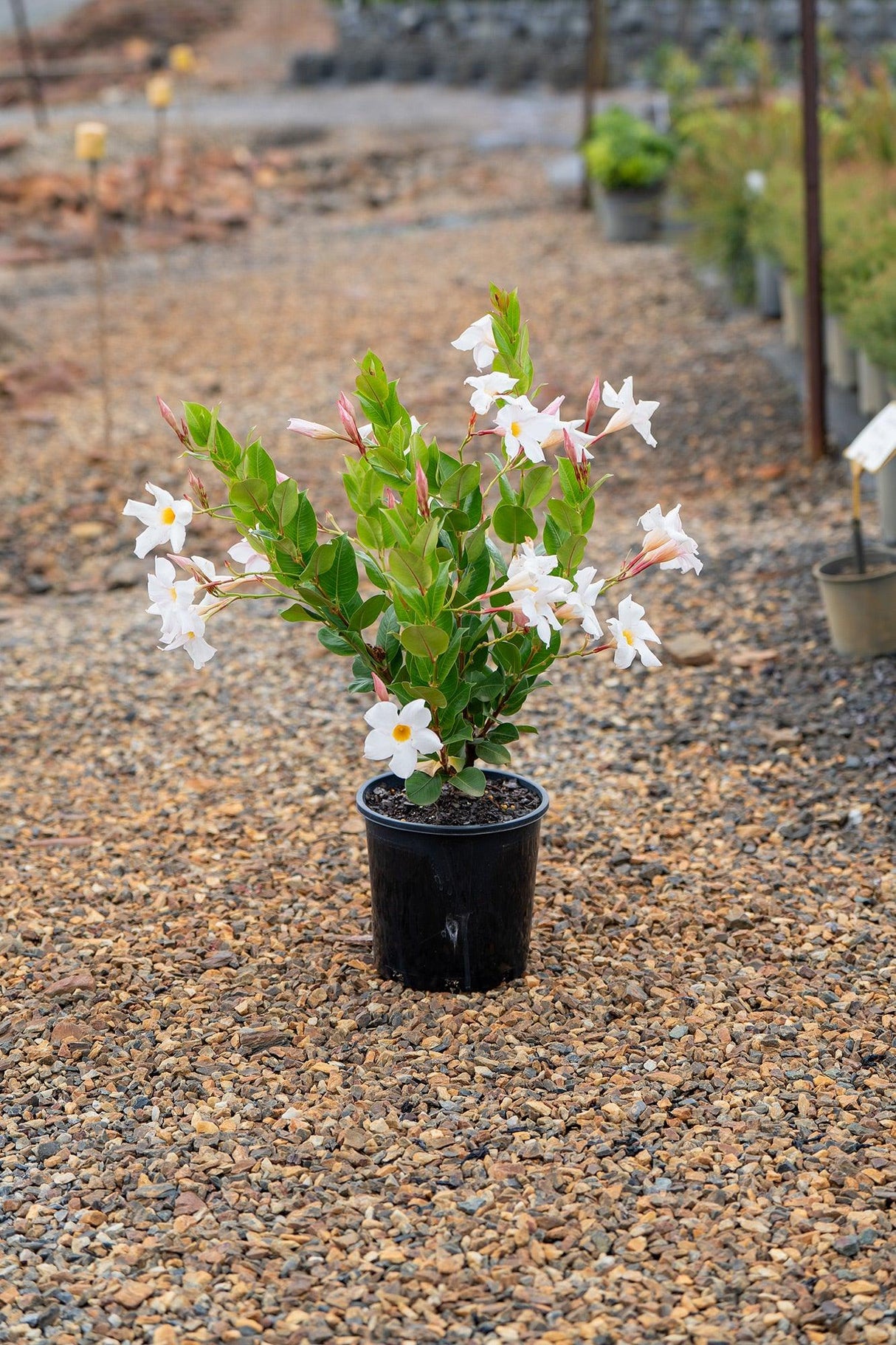 My Fair Lady - Dipladenia sanderi - Brisbane Plant Nursery