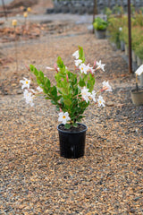 My Fair Lady - Dipladenia sanderi - Brisbane Plant Nursery