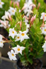 My Fair Lady - Dipladenia sanderi - Brisbane Plant Nursery