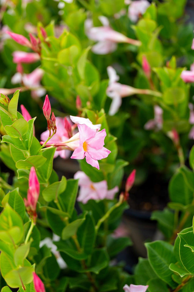 Merlin's Magic Dipladenia - Dipladenia sanderi 'Rosea' - Brisbane Plant Nursery