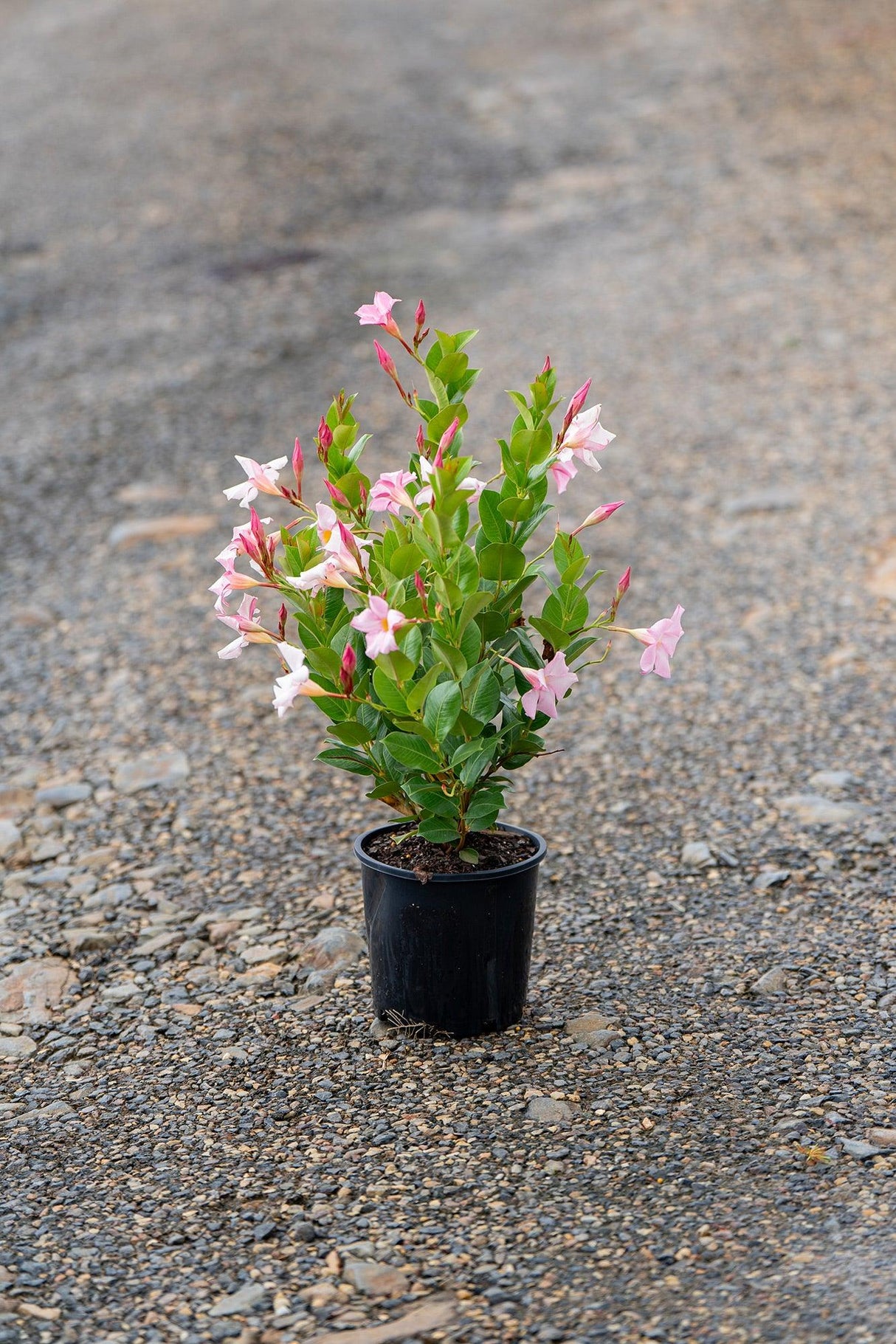 Merlin's Magic Dipladenia - Dipladenia sanderi 'Rosea' - Brisbane Plant Nursery