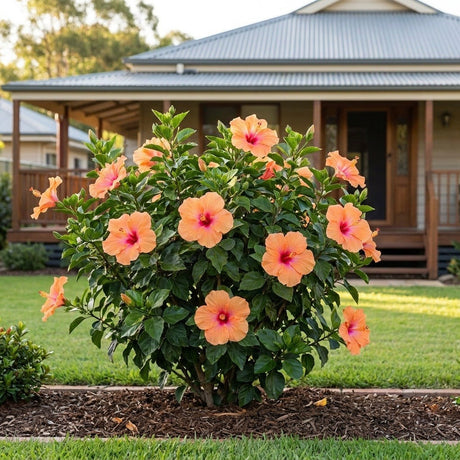 DJ O'Brien Hibiscus
