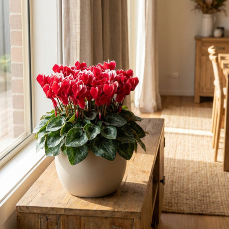 Florist Cyclamen (Cyclamen persicum)