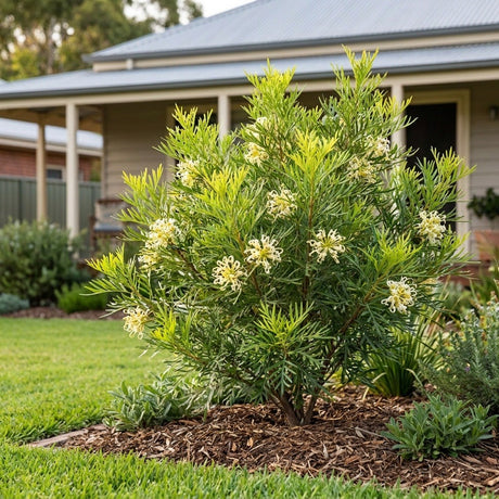 Stenocarpus (Stenocarpus angustifolius)