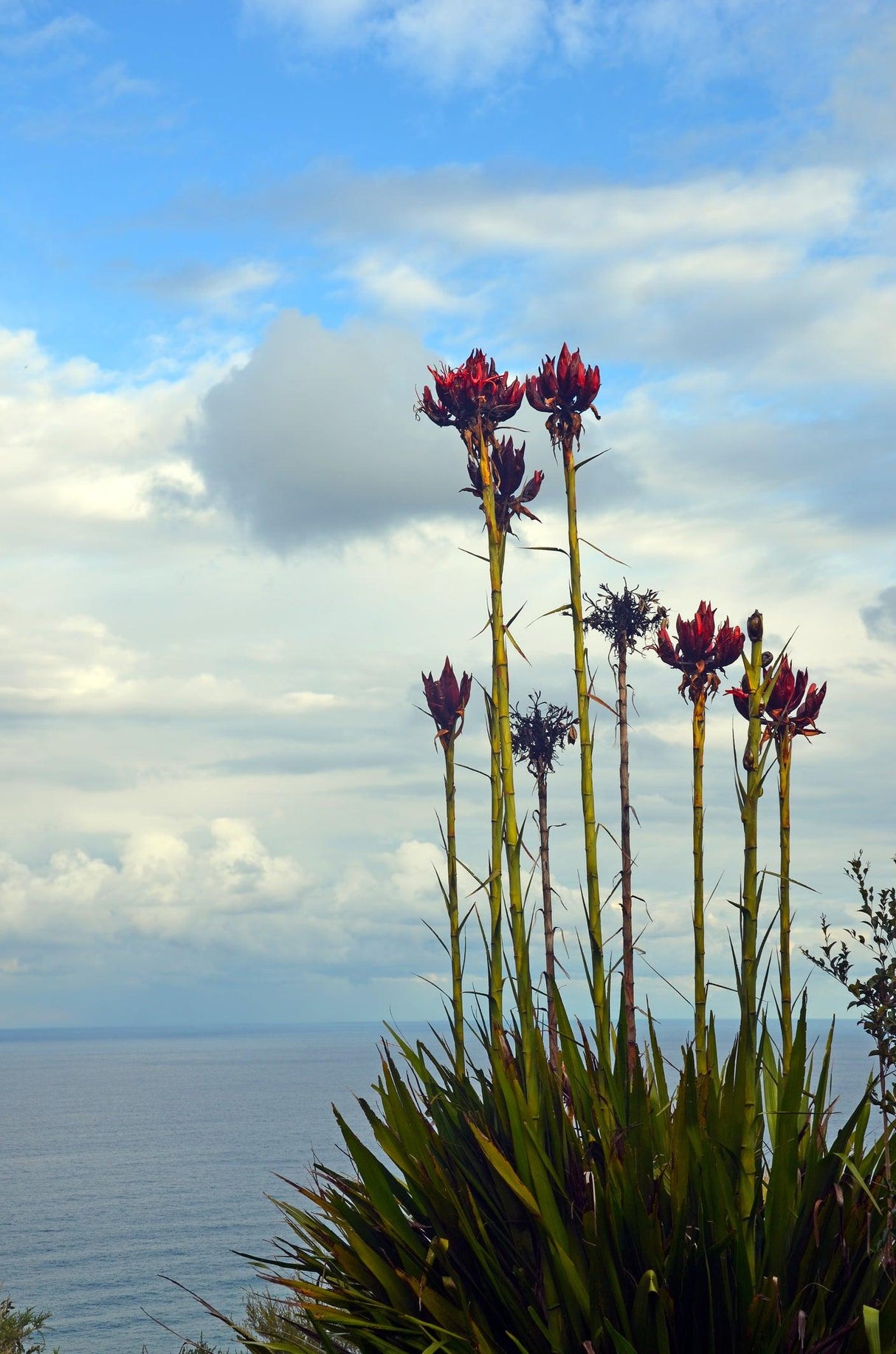 Gymea Lily - Doryanthes excelsa - Brisbane Plant Nursery