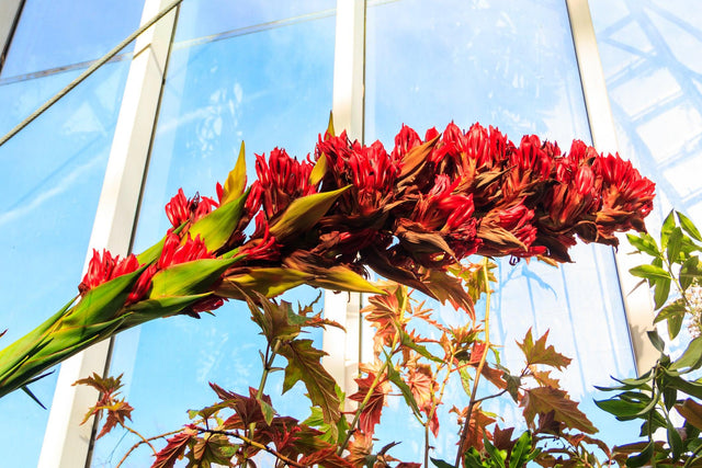 Spear Lily - Doryanthes palmeri - Brisbane Plant Nursery