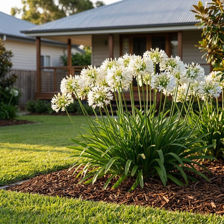 Double Diamond Agapanthus - Agapanthus 'Double Diamond'
