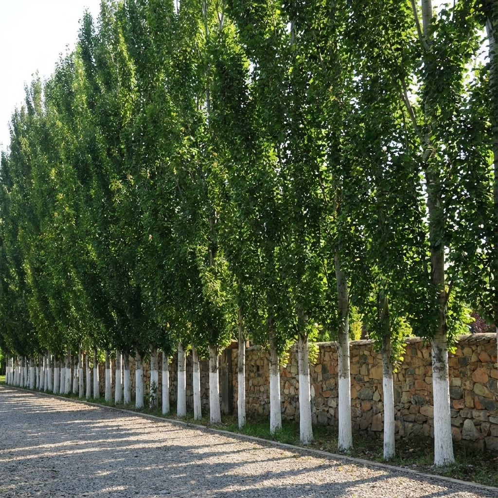 Columnar Poplar - Populus simonii ‘Fastigiata’ with white-painted lower trunks line a stone wall beside a gravel path, providing privacy screening and shade on sunny days.