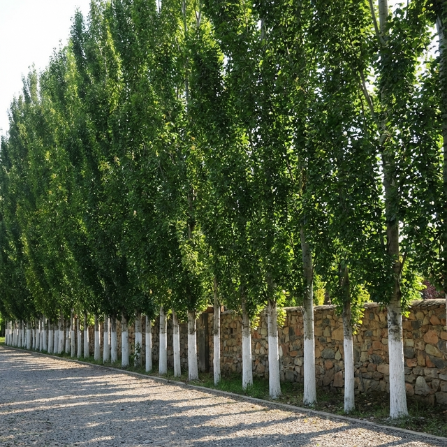 Columnar Poplar - Populus simonii ‘Fastigiata’ with white-painted lower trunks line a stone wall beside a gravel path, providing privacy screening and shade on sunny days.