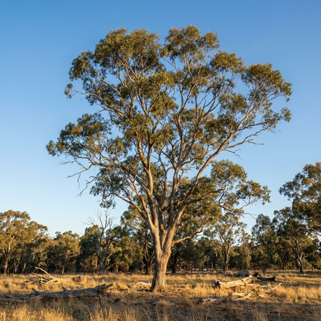 Grey Box - Eucalyptus microcarpa, an Australian native tree, stands tall in a dry grassy field with scattered branches and trees under a clear blue sky.