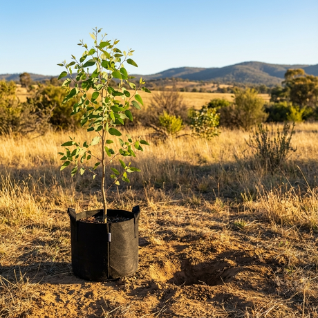 Apple Box - Eucalyptus bridgesiana sapling in a black pot sits beside a planting hole in a dry field with hills behind—this iconic Australian native tree is ready for planting.