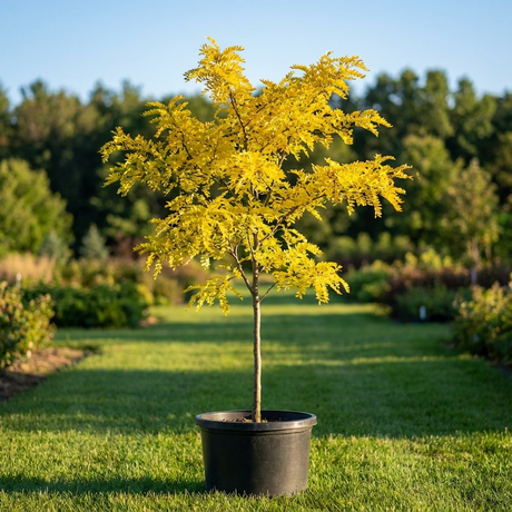 Gleditsia triacanthos var. inermis ‘Sunburst’ tree with golden foliage in a black pot, outdoors on green grass with shade trees behind.