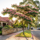 A Persian Silk Tree - Albizia julibrissin ‘Rosea’ with pink, silky blooms grows on a sunny suburban street, set beside brick houses and a stone fence.