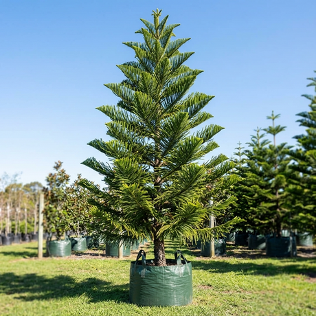 A young Cook Pine - Araucaria columnaris, an evergreen conifer adapted to coastal conditions, grows in a green fabric pot at a sunny outdoor nursery with other trees visible in the background.