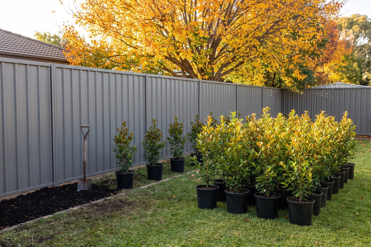 Dozens of young Lilly Pilly Resilience plants in pots set out along a fence for autumn planting