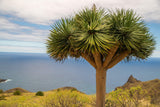 Dragon Tree - Dracaena draco - Brisbane Plant Nursery