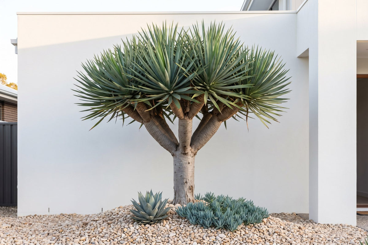 Dracaena draco dragon tree with an umbrella crown in a gravel bed against a rendered wall