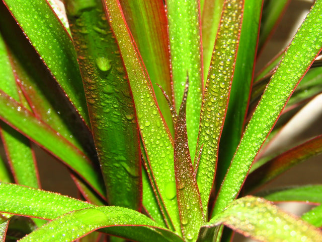 Dracaena Black Knight - Dracaena marginata Black Knight - Brisbane Plant Nursery