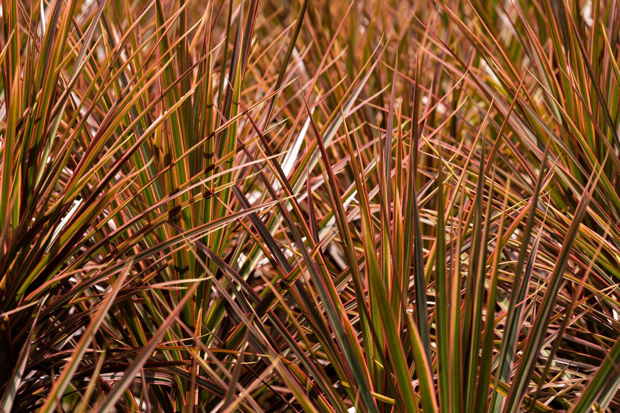 Colorama Dragon Tree - Dracaena marginata 'Colorama' - Brisbane Plant Nursery