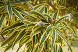 Song of India - Dracaena reflexa - Brisbane Plant Nursery