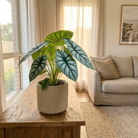 Elephant's Ear (Alocasia baginda)