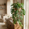 Dragon Tail Plant (Hanging Basket)