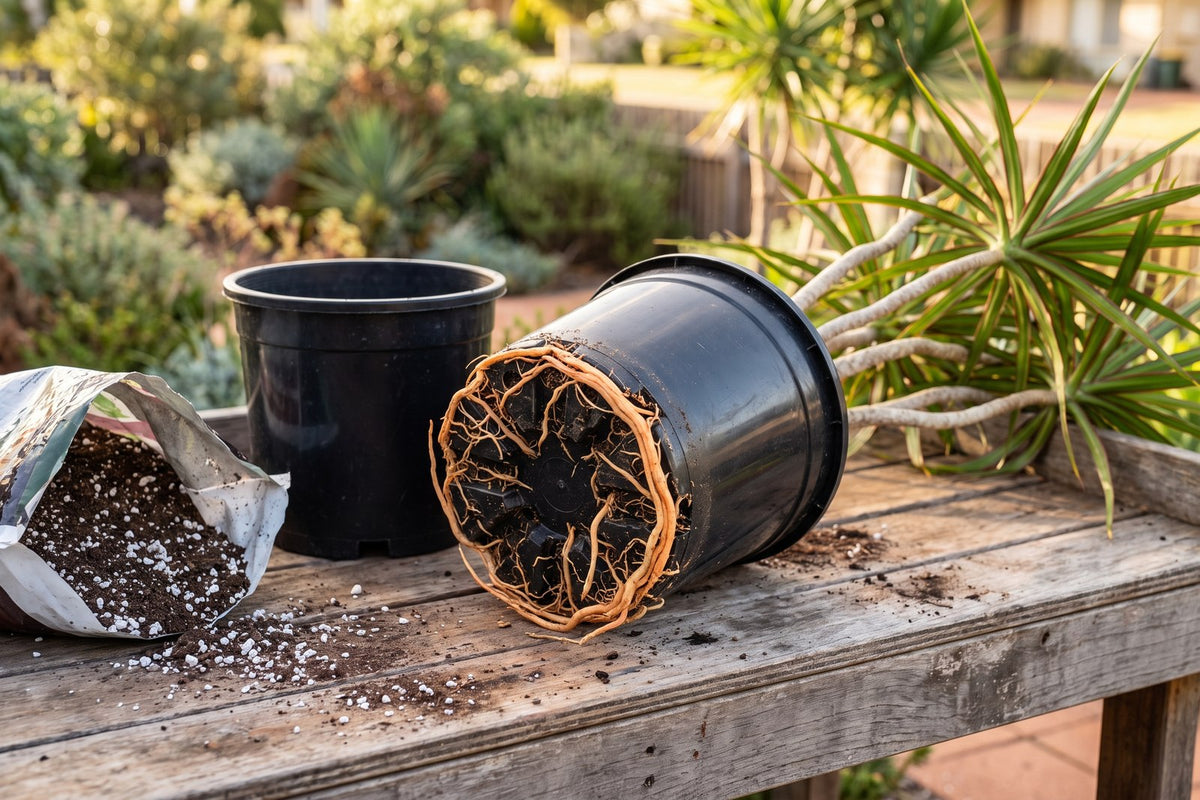 Dragon tree pot on its side with roots growing out of the drainage holes, ready for repotting