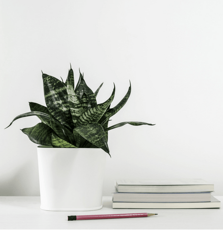 Mother in Law's Tongue - Sansevieria trifasciata - Brisbane Plant Nursery