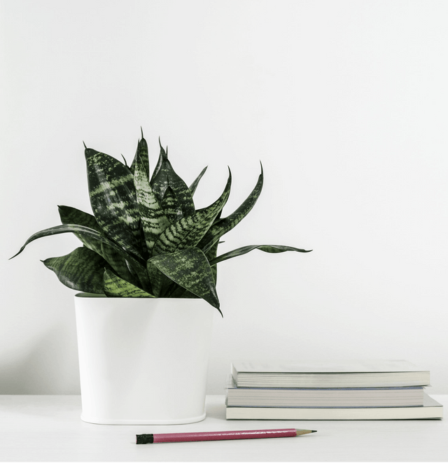 Mother in Law's Tongue - Sansevieria trifasciata - Brisbane Plant Nursery