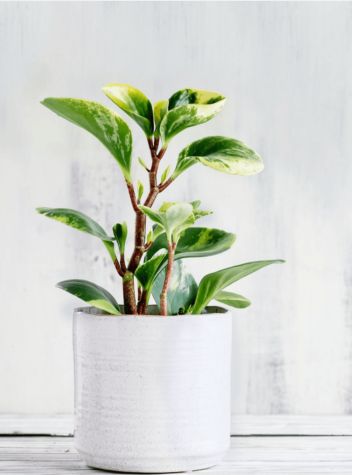 Variegated Baby Rubber Plant - Peperomia obtusifolia 'Alba Variegata' - Brisbane Plant Nursery