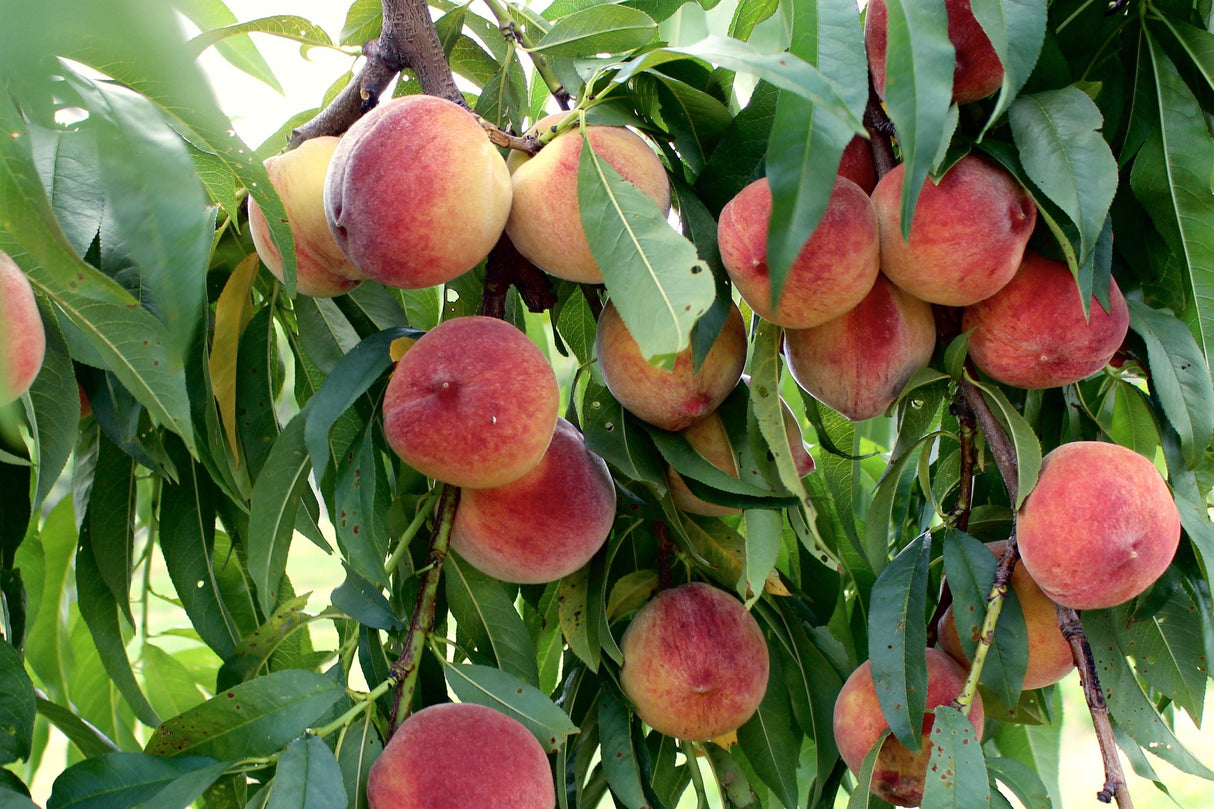 White Opal Peach Tree - Prunus persica 'White Opal' - Brisbane Plant Nursery