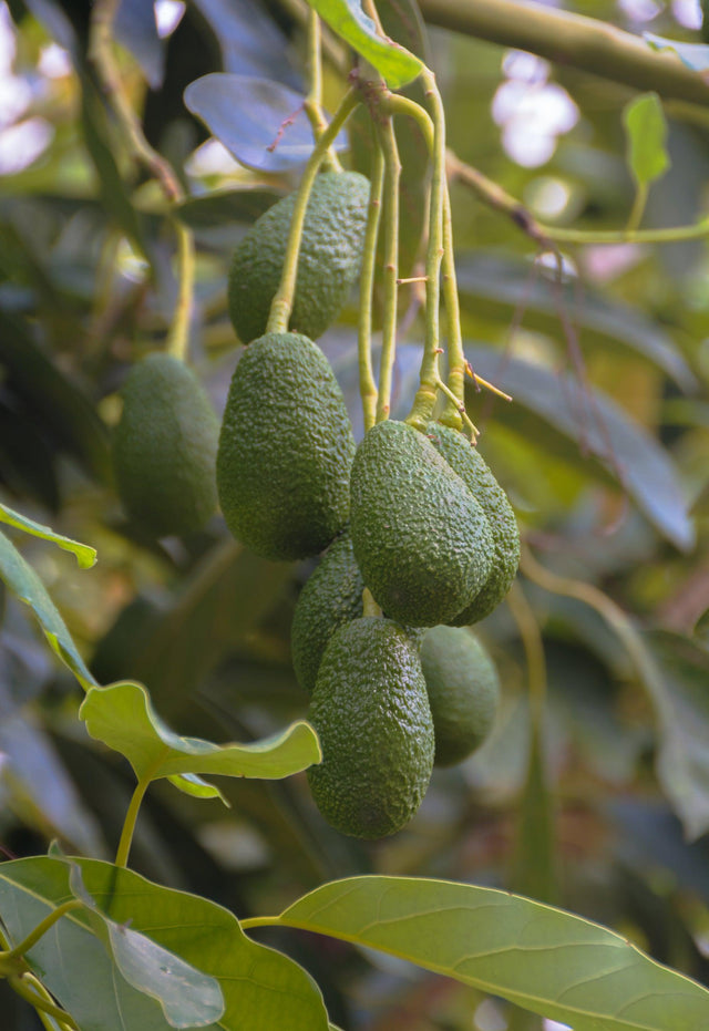 Fuerte Avocado Tree - Persea americana 'Fuerte' - Brisbane Plant Nursery