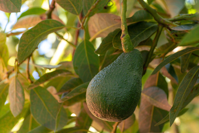 Shepard Avocado Tree - Persea americana 'Shepard' - Brisbane Plant Nursery