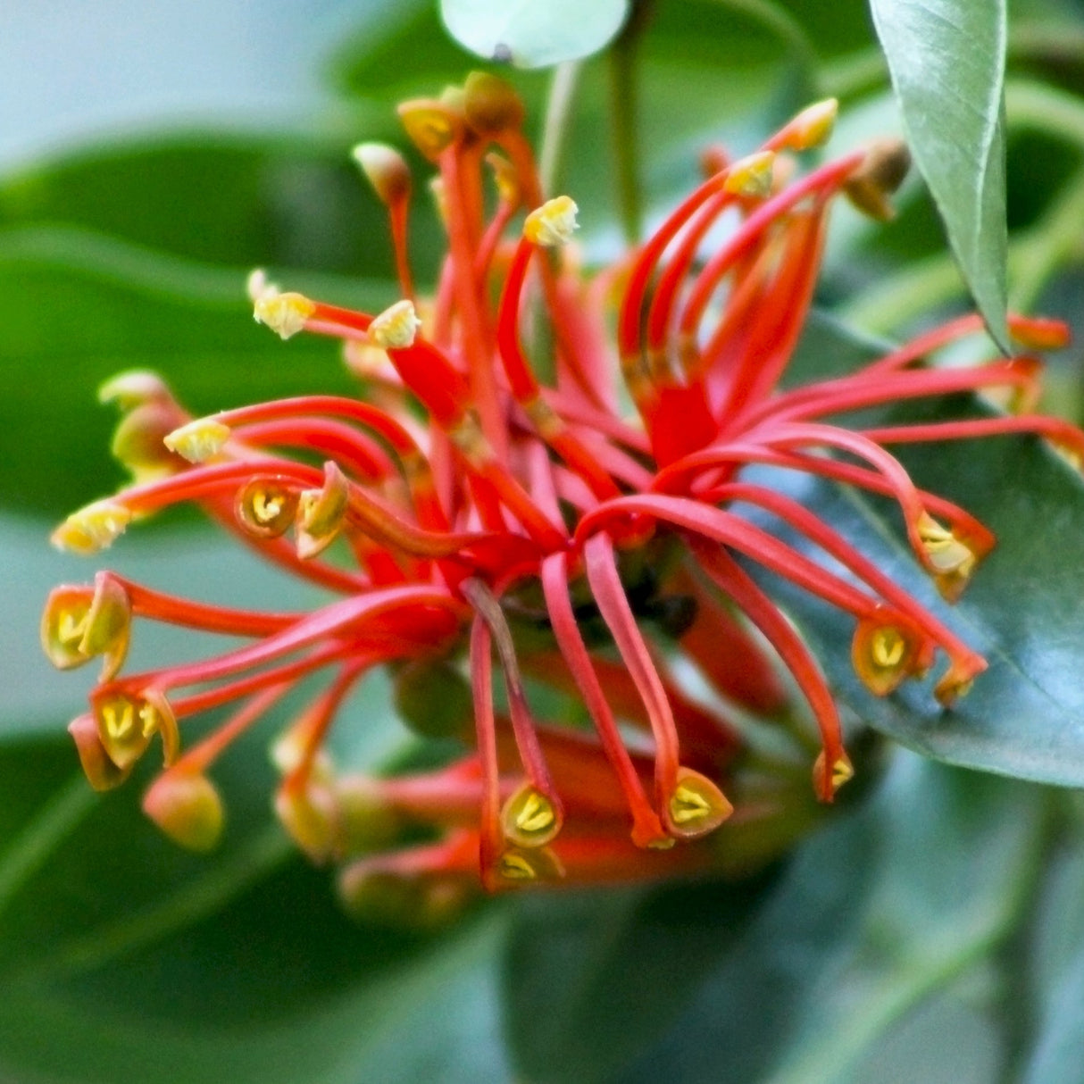 Red, wheel-shaped flowers with yellow tips bloom among green leaves in this close-up of the Firewheel Tree (Stenocarpus sinuatus), highlighting its striking and unique beauty.