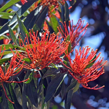 The Queensland Waratah Tree (Alloxylon flammeum), an Australian native, features bright red flowers with long petals and green leaves, creating a striking display against a vivid blue sky.
